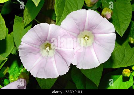 Liseron Calystegia silvatica (géant) est originaire du sud de l'Europe mais a été introduit dans les autres domaines. Il grimpe sur les haies et clôtures. Banque D'Images