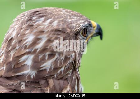 Portrait Portrait de golden eagle bird de prier avec arrière-plan flou. Selective focus Banque D'Images