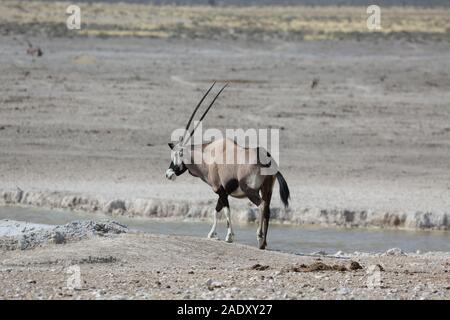 L'eau de boissons Oryx une flaque d'eau dans le parc d'Etosha Banque D'Images