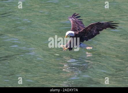 Aigle à tête plongée à attraper un poisson Banque D'Images