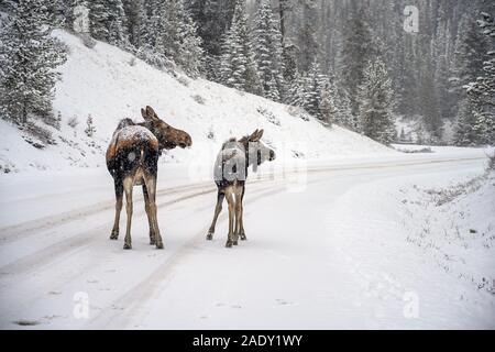 Avec son veau Mama l'orignal (Alces alces) traverser la route dans la neige, Alberta, Canada Banque D'Images