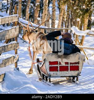 L'homme au traîneau de rennes en hiver ride réflexe Rovaniemi Banque D'Images