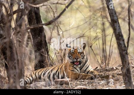 Wild Tiger femelles dans les forêts sèches pendant les étés chauds en soirée safari au parc national de Ranthambore, Rajasthan, Inde - Panthera tigris tigris Banque D'Images