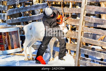 L'homme avec le renne en hiver Rovaniemi Finlande reflex Banque D'Images