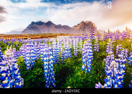 Lupin magique rougeoyant fleurs par lumière du soleil. Rare et magnifique scène. Attraction touristique populaire. Lieu célèbre place Stokksnes Vestrahorn cape, ( Banque D'Images