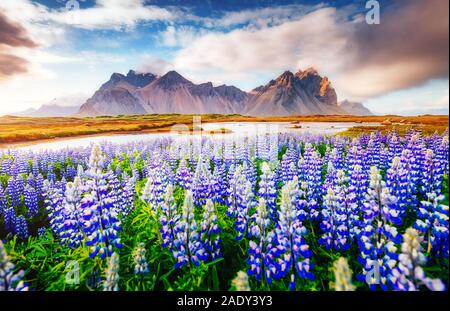 Fleurs lupin majestueux glowing par lumière du soleil. Rare et magnifique scène. Attraction touristique populaire. Lieu célèbre place Stokksnes Vestrahorn cape, Banque D'Images