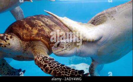 Close up de tortues marines nageant dans un réservoir à la Texas State Aquarium à Corpus Christi, Texas USA. Banque D'Images