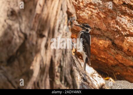 Pic à poils, Leuconotopicus villosus, parc national de Yosemite, Californie, États-Unis. Banque D'Images