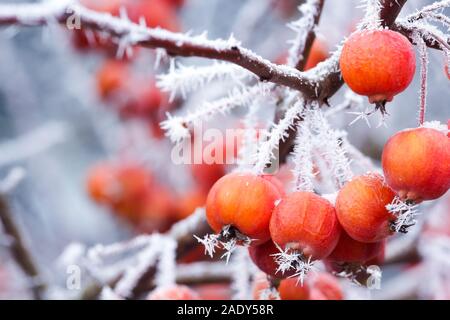 Pommes miniature en hiver avec le gel. Banque D'Images