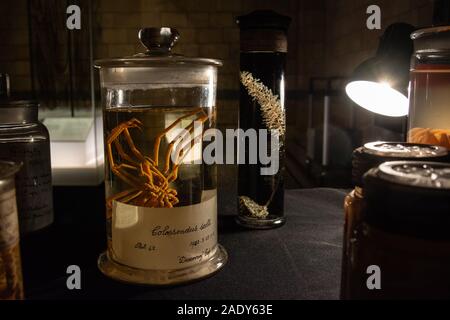 Natural History Museum, London, UK 29 novembre 2019. Les spécimens en bouteille de l'afficheur pendant un musée d'Histoire Naturelle d'ouverture de fin de nuit. Ces créatures de mer ont été recueillis dans les eaux antarctiques. La fin de l'inauguration du musée a été sur le thème de la nature David Attenborough nouveau film "sept mondes, une planète" et les visiteurs ont été en mesure de rencontrer des scientifiques et des cinéastes qui ont travaillé sur la série. Ces spécimens vintage de conserves de créatures de mer ont été recueillis dans les mers antarctiques en expédition à bord de la découverte, le navire a navigué dans à la Scott Antartic. Banque D'Images