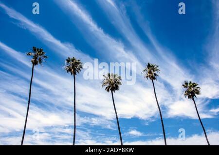 Cinq palmiers de rang en beau ciel bleu avec des nuages cirrus Banque D'Images
