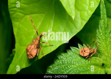 Brown Shield Bug Banque D'Images
