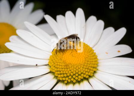 Abeille à miel Banque D'Images
