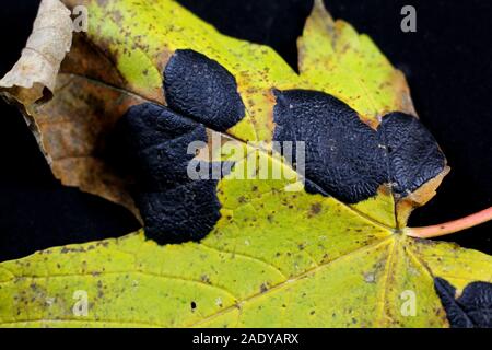 Close up de feuille d'érable avec maple froissé scab a également appelé la tache goudronneuse. Elle est causée par un champignon appelé Rhytisma acerinum. En allemand il s'appelle ahorn Banque D'Images