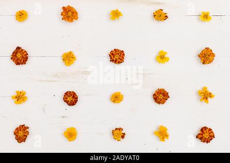 Vue de dessus sur les Œillets (Tagetes erecta, mexicains, Aztec marigold souci, calendula africaine) sur fond de bois blanc. Banque D'Images