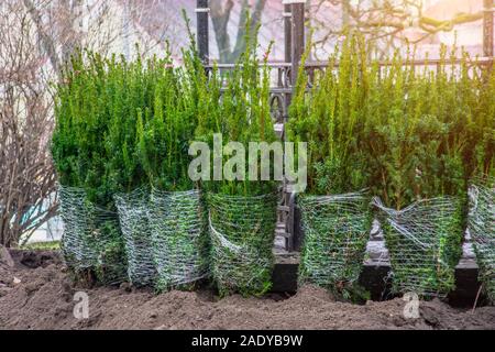 Rangée d'arbres conifères semis plantés à l'automne dans un parc de la ville Banque D'Images