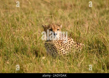 Une femelle guépard au Kenya Masai Mara, exhibant son beau visage ayant été perturbé par quelques sons inconnus Banque D'Images