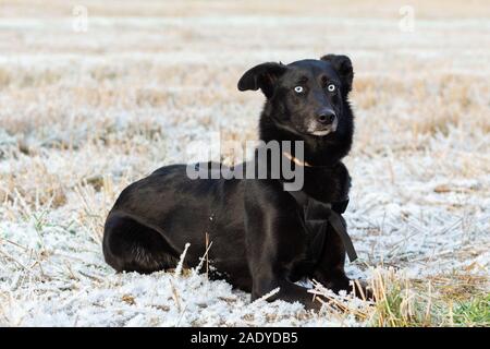 Un grand chien noir avec des yeux bleus se trouve sur le champ le jour de l'automne Banque D'Images