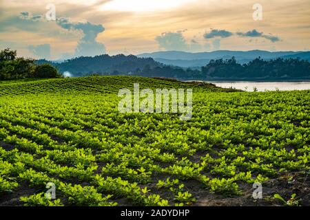 Un grand terrain arboré de plantes d'arachide le long des rives de la rivière Chindwin dans le village de Paung Pyin, dans le nord-ouest de Myanmar (Birmanie) Banque D'Images