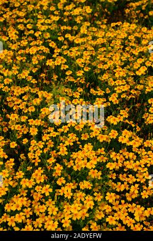 Tagetes Tenuifolia golden Gem, oeillet, orange, jaune,fleurs,fleurs,annuelle,les plantes annuelles les plantes annuelles à fleurs,RM Banque D'Images