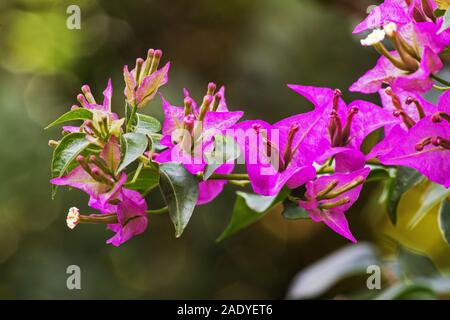 Bougainvilliers en fleurs rose Banque D'Images