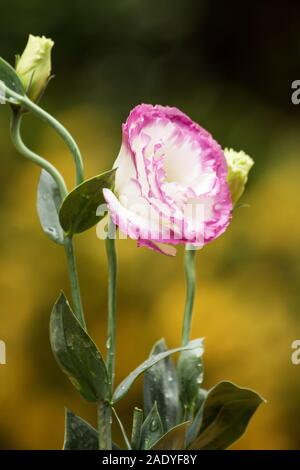 Les bourgeons et fleurs lisianthus Banque D'Images