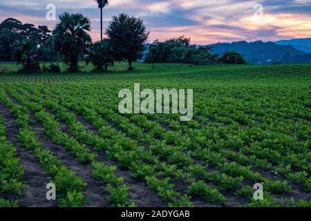 Un grand terrain arboré de plantes d'arachide le long des rives de la rivière Chindwin dans le village de Paung Pyin, dans le nord-ouest de Myanmar (Birmanie) Banque D'Images