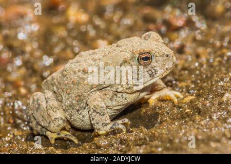 Le Crapaud de Woodhouse jeunes minuscule à peine deux pouces de longueur se trouve dans la zone de sable près de East Plum Creek, Castle Rock Colorado nous. Photo prise en août. Banque D'Images