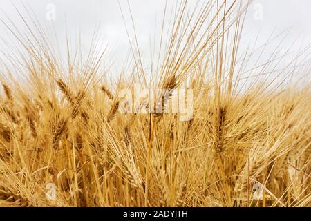 Close-up of golden grain jaune saturés ou des plants de blé dans un champ de blé sous un ciel nuageux gris Banque D'Images