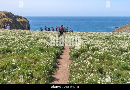 Les ornithologues stand à falaises surplombant la mer sur un sentier à travers les prés remplis de fleurs à la mèche, l'île de Skomer, Pembrokeshire, Pays de Galles de l'ouest Banque D'Images