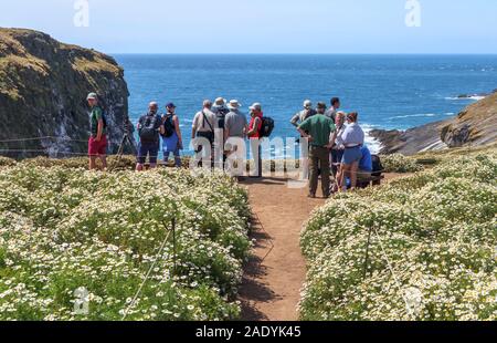 Les ornithologues stand à falaises surplombant la mer sur un sentier à travers les prés remplis de fleurs à la mèche, l'île de Skomer, Pembrokeshire, Pays de Galles de l'ouest Banque D'Images
