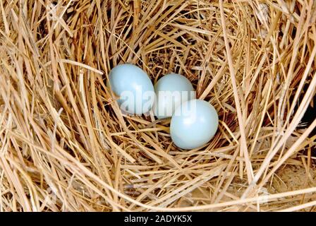 Trois bleu poudre non éclos merlebleu de l'est des oeufs dans un nid de paille de pin à l'intérieur d'une maison d'oiseau. Banque D'Images