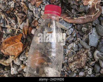 La pollution plastique dans l'environnement marin : une bouteille d'eau à usage unique, sur une plage de galets dans le détroit de la Reine-Charlotte, sur la côte ouest du Canada. Banque D'Images