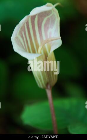 Arisaema candidissimum , le cobra lily