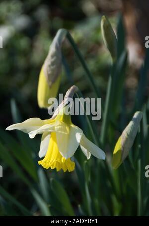 'Argent' Février trompette cultivar nain narcisse avec green, l'attache-comme le feuillage, pétales blanc crème et une trompette jaune pâle Banque D'Images