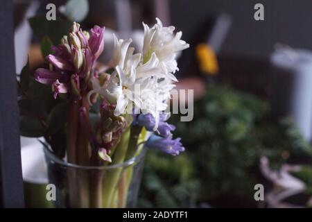 Close-up des jacinthes dans une tasse en verre sur un bureau du fleuriste, décoration de fête, selective focus Banque D'Images