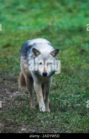 Loup captif gris du Nord-Ouest (Canis Lupus occidentalis) également connu sous le nom de Loup du bois au UK Wolf conservation Trust à Beenham, Berkshire. Banque D'Images