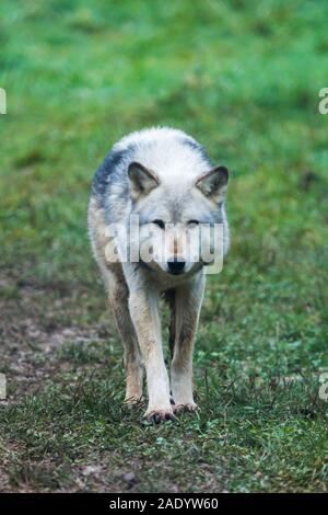 Loup captif gris du Nord-Ouest (Canis Lupus occidentalis) également connu sous le nom de Loup du bois au UK Wolf conservation Trust à Beenham, Berkshire. Banque D'Images