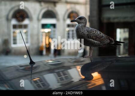 Seagull se trouve sur le toit d'une voiture dans le contexte de la vieille ville. Banque D'Images