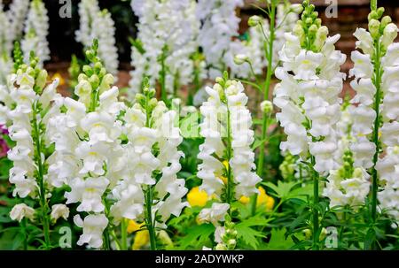 Sonnet blanc des gueules de fleurs à Bellingrath Gardens, 24 février 2018, dans Theodore, Alabama. Banque D'Images