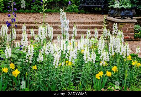 Snapdragons Sonnet blanc et jaune jonquilles fleurissent à Bellingrath Gardens, 24 février 2018, dans Theodore, Alabama. Banque D'Images