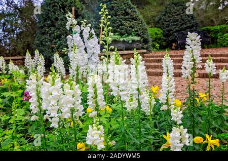 Snapdragons Sonnet blanc et jaune jonquilles fleurissent à Bellingrath Gardens, 24 février 2018, dans Theodore, Alabama. Banque D'Images