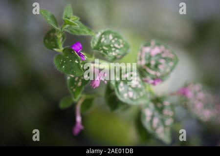 Close up des feuilles et fleurs d'une hypoestes phyllostachya - rose à pois à l'usine. Banque D'Images