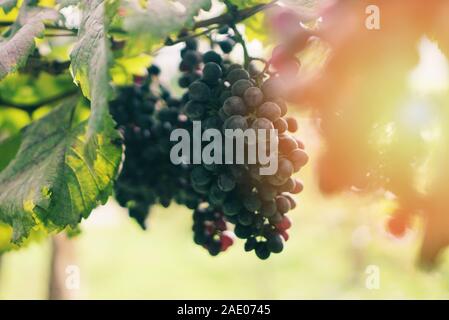 Vignobles avec des raisins mûrs attendre la récolte sur l'été au soleil ferme bio / bande de champ de vigne rouge Banque D'Images