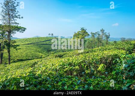 La production de thé, qui est une industrie importante de l'Inde. C'est une plantation de thé, situé dans la région de haute altitude dans l'état du Kerala Munnar, Inde du sud. Banque D'Images