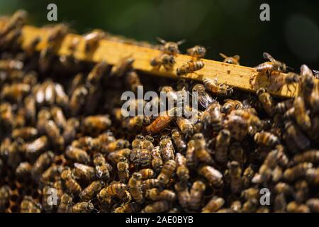 Détail d'un cadre de miel des abeilles couvertes Banque D'Images