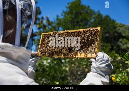 La tenue d'un apiculteur miel des abeilles couvertes du châssis Banque D'Images