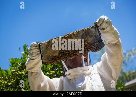 La tenue d'un apiculteur miel des abeilles couvertes du châssis Banque D'Images