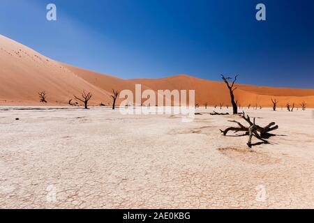 Lac mort, lit séché, arbres morts, Deadvlei, désert du Namib, Parc national Namib-Naukluft, Namibie, Afrique australe, Afrique Banque D'Images