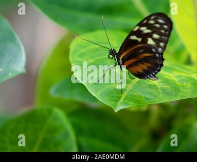 Golden Tiger Longwing papillon Heliconius hecale Helicon Feuille de repos Banque D'Images